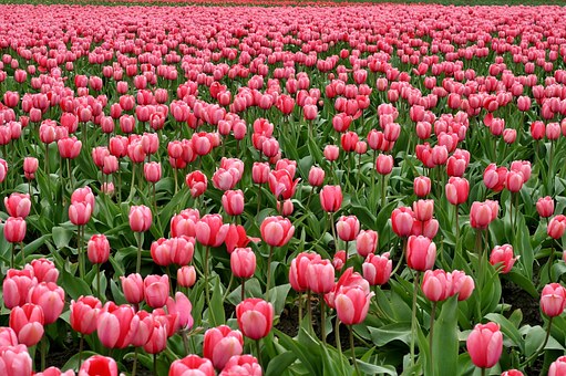 tulips-175600__340[1]